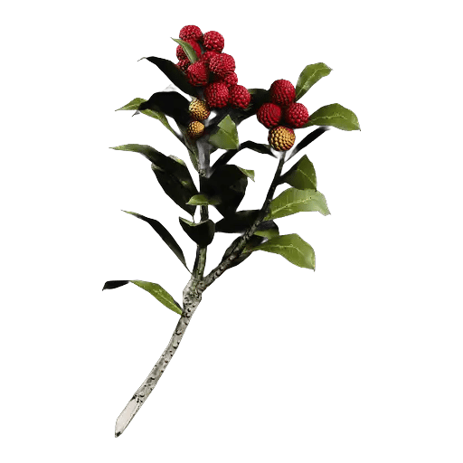 Candleberries