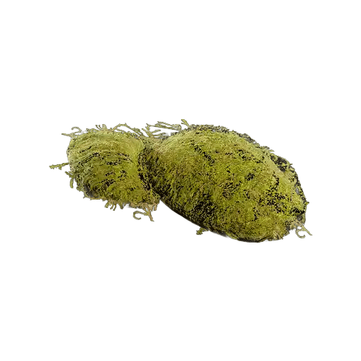 Moss