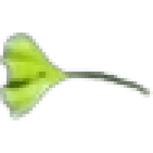 Spark Leaf